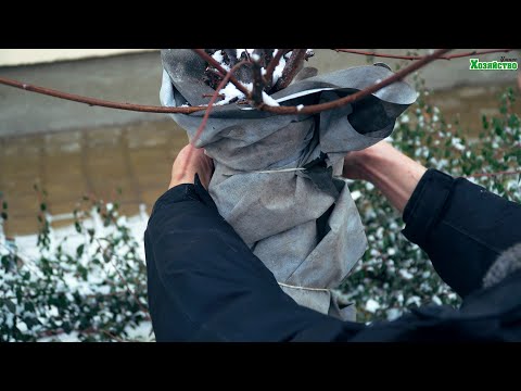 Как укрыть дерево чтобы не вымерзло в сильные морозы?!