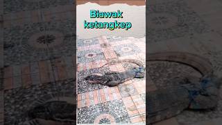 Download Lagu Biawak Liar#youtubeshorts #shortvideo #viral #biawak MP3 Download Lagu Biawak Liar#youtubeshorts #shortvideo #viral #biawak MP3