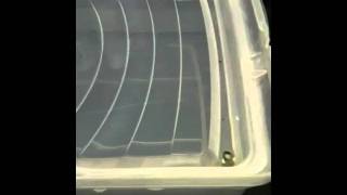 Cloner for seeds and cuttings Circulating system DIY MrPaka Style