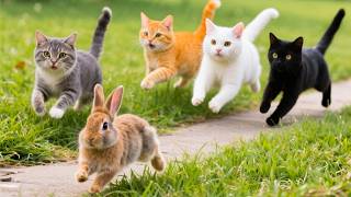 Adorable kittens chasing baby rabbits on the grass - Cat sounds - Cat videos