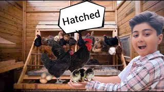 Hickety Pickety My Black Hen | Five Little Chicks | Aseel Chicken