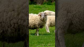 5,000 Sheep vs A Few Plants 🐏🌴 | history | new Zealand #documentary #shorts