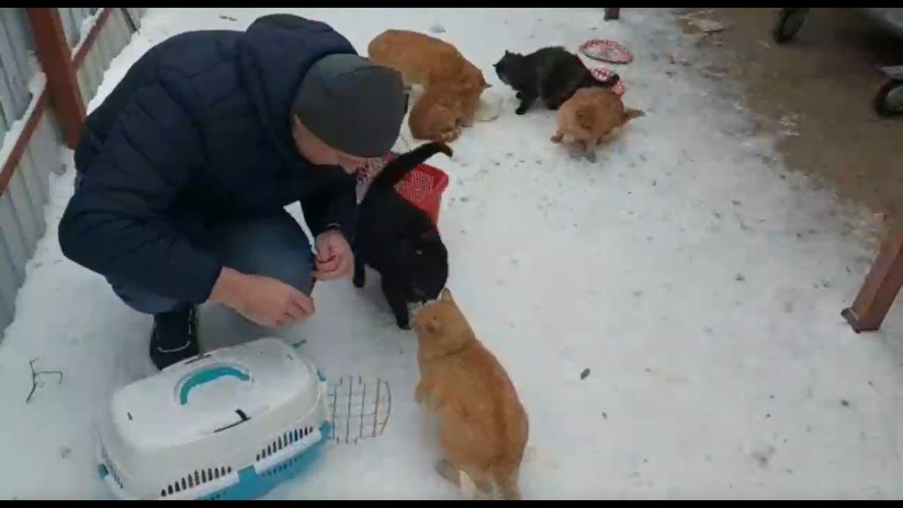 Наши бездомные котики в Сергиево-Посадском районе 🌿 Ищут дом и помощь ...