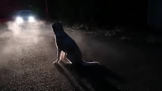 霧の中に浮かび上がる犬 A dog in fog #labrador まるで映画のワンシーン#犬#ラブラドール#shorts