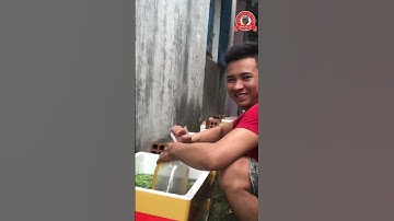 Nuôi cá lóc ngoài trời bằng thùng xốp