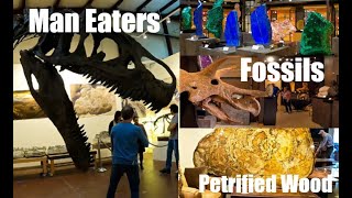 Watch before going to the 2024 Tucson Gem Show! Don't miss the Co-Op. #fossils #dinosaurfossils