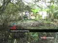 Mangroves crawling into house: protected