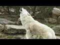 Howling Wolves Wolfsgeheul  White Arctic Wolf howl