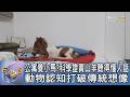 公寓養小馬?科學證實山羊聽得懂人話 動物認知打破傳統想像｜FOCUS午間新聞 20260707 @tvbsfocus