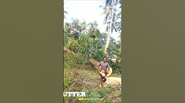 Cutting Large Mango tree in 3 minutes with Stihl ms 461,460,661 chainsaws video link in descreption