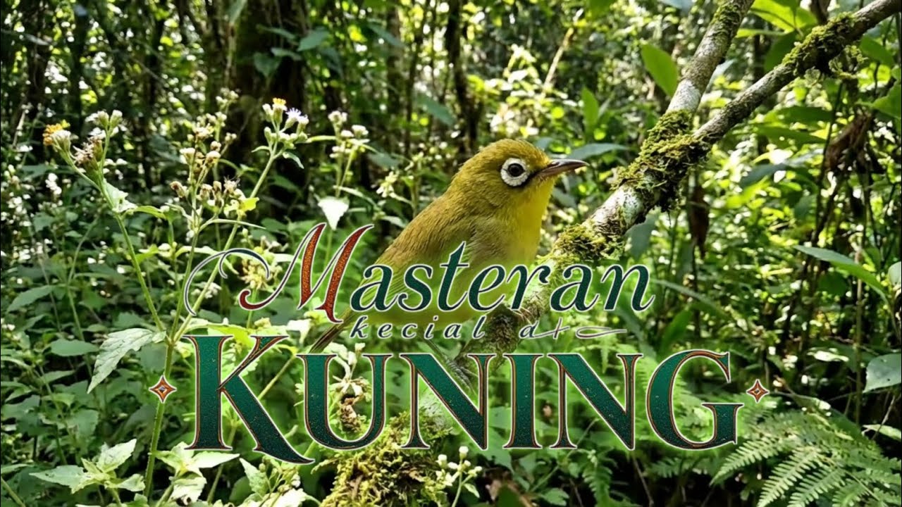 Masteran pleci lombok Terbaru suara bersih