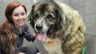 BITE PROOF Muzzle For This Massive Anatolian Shepherd Dog | 75 KG