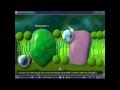Animación Fotosintesis en 3D traducida al español