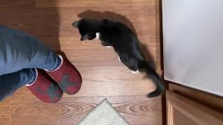 Video Of Adoptable Pet Named Liza