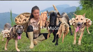 Download Lagu Vietnamese girl and her dogs and goats dig cassava to sell for money to buy food - hà thị muôn MP3 Download Lagu Vietnamese girl and her dogs and goats dig cassava to sell for money to buy food - hà thị muôn MP3