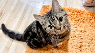 飼い主の手料理が下手すぎてダメ出しをしにきた子猫w
