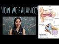How do we balance? ⚖️ || Working of the Vestibular Apparatus #balance