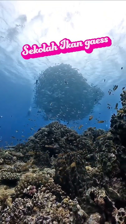 Ini dia sekolah ikan gaeess😀😀