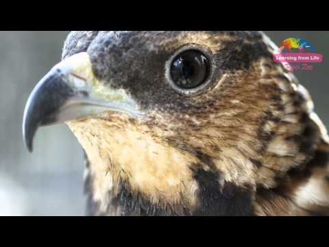 東方蜂鷹聯手進襲－虎頭蜂窩成盤中飧 Crested Honey Buzzard Foraging At The Zoo