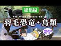 【睡眠用・ゆっくり解説】羽毛恐竜・鳥類【広告最初のみ　途中広告なし】