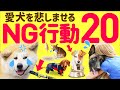 【初心者必見】❤️犬を悲しませてしまう飼い主の行動20選