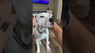 #dogmom #pitbulls #adoptdontshop #rescuedog
