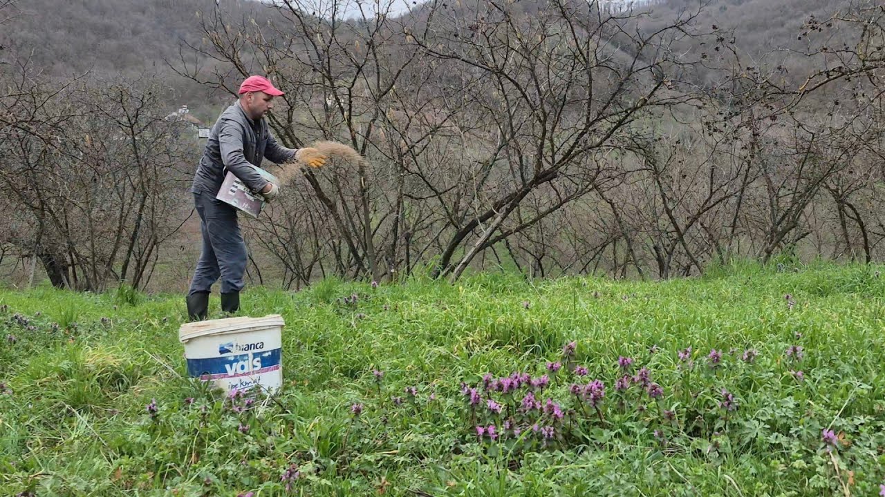 GÜBRE ATMAK İÇİN ERKEN Mİ ? - FINDIKTA İLK GÜBRELEME - GÜBRE NASIL ATILMALI 