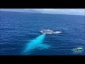 Whale watching  migaloo visits green island  big cat cruises