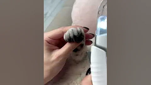 How to trim cat claws 💅🏼