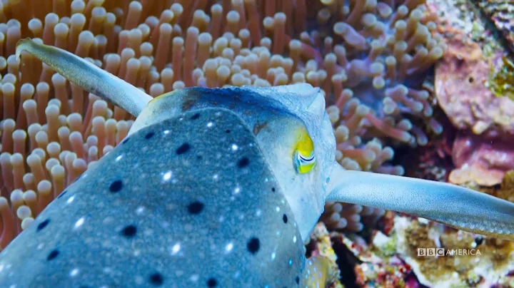 Natures Master of Disguise | Planet Earth: Blue Planet II | Saturdays @ 9/8c on BBC America