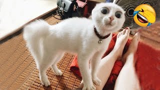 Cute and Funny TikTok Animal Videos You Can't Resist #2