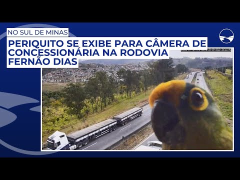 Periquito se exibe para câmera de concessionária na Rodovia Fernão Dias, no Sul de MG