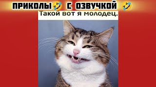 когда молодец смотри смешные картинки мемы котики приколы с озвучкой 🤣