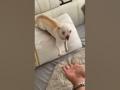 Злая Чихуахуа #чихуахуа - YouTube