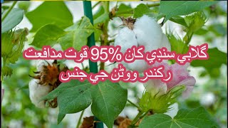 Triple gene cotton variety CKC3 | Pink resistance | Glyphosate free