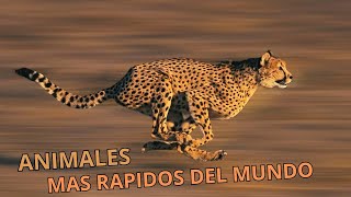 Los 5 Animales mas rapidos del mundo