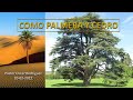 COMO PALMERA Y CEDRO