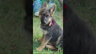 German Shepherd Nika and Belgian Malinois Linda. Four years later.