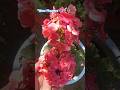 🌹 Mere Garden Ke Beautiful Flowers 🌼 | Full Bloom Magic#homegarden #flowers #shortvideo