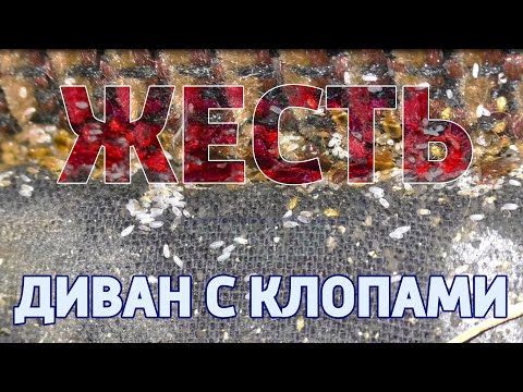 🐜Клопы постельные в диване🐜 Дезинсекция и дезинфекция: обработка СЭС