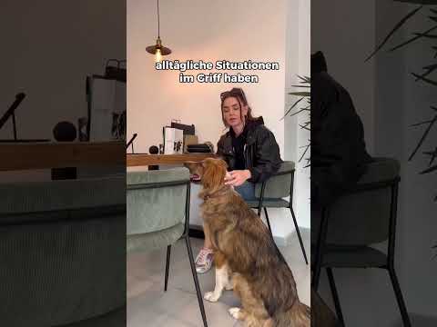 🐶 Beziehung zu deinem Hund stärken… So geht’s 🤗🐶🥰