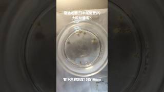 看過毛蟹(日本絨螯蟹)的大眼幼體嗎？