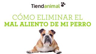 Mal aliento en perros: ¿Cómo combatir la halitosis canina? by Tiendanimal 828 views 3 years ago 1 minute, 20 seconds