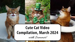Fun, Fashion, Kitty Love and Other Shenanigans: Summer’s March 2024 Compilation! #catvideos