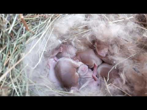 როგორ დასრულდა თეთრი ზელანდიურის მშობიარობა 😂 მადლობა გვერდში დგომისთვის ❤