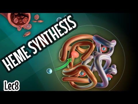 Heme synthesis Lec8 شرح - YouTube