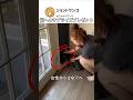 猫へのサプライズプレゼント