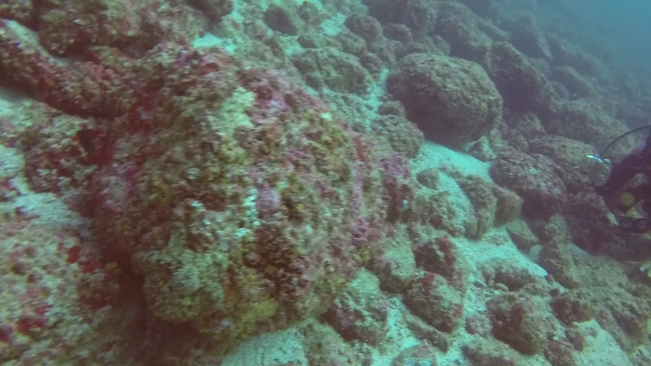 Scuba Diving Guanacaste, Costa Rica June 2017 YouTube