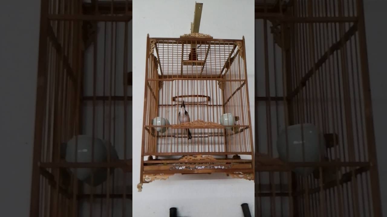 Chào Mào Dương Thanh Ngọc - YouTube