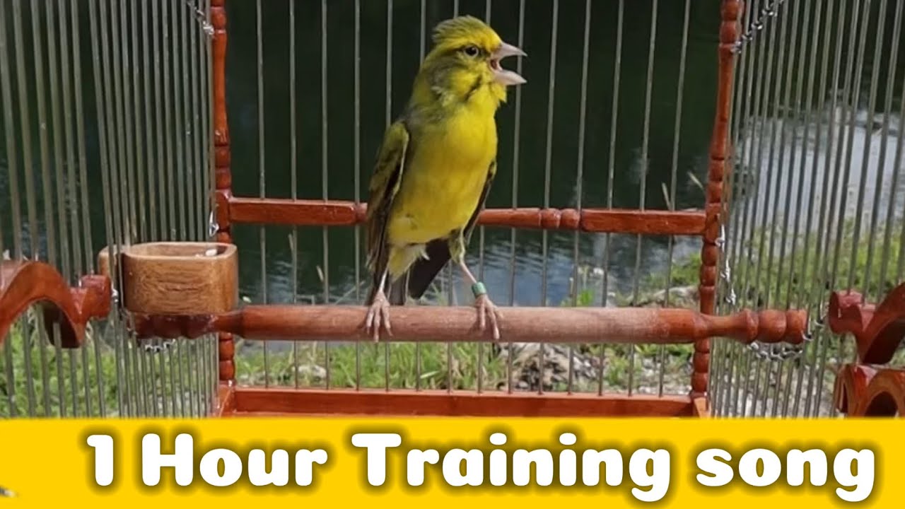 Greensinger mule singing | Canario de Mozambique | Yellowfronted finch | Best Serinus Mozambik Gacor